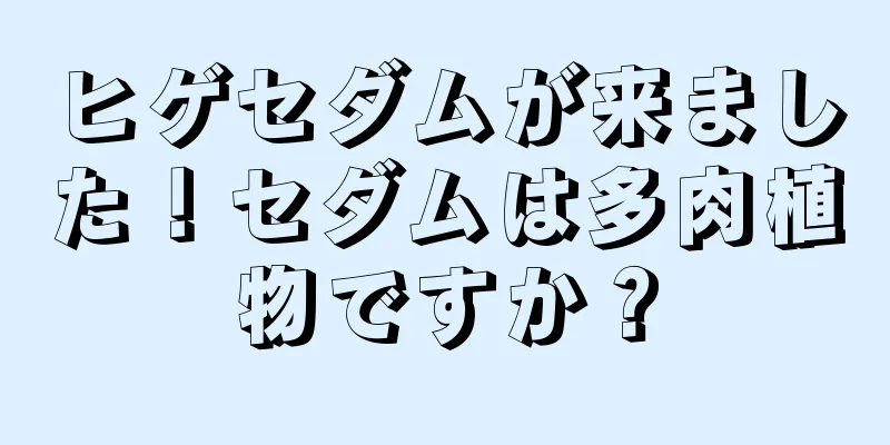 ヒゲセダムが来ました！セダムは多肉植物ですか？