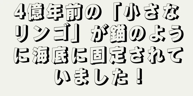 4億年前の「小さなリンゴ」が錨のように海底に固定されていました！