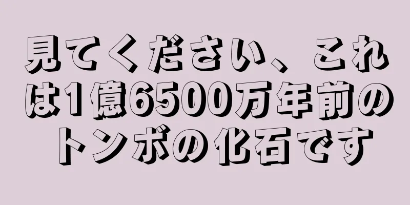 見てください、これは1億6500万年前のトンボの化石です
