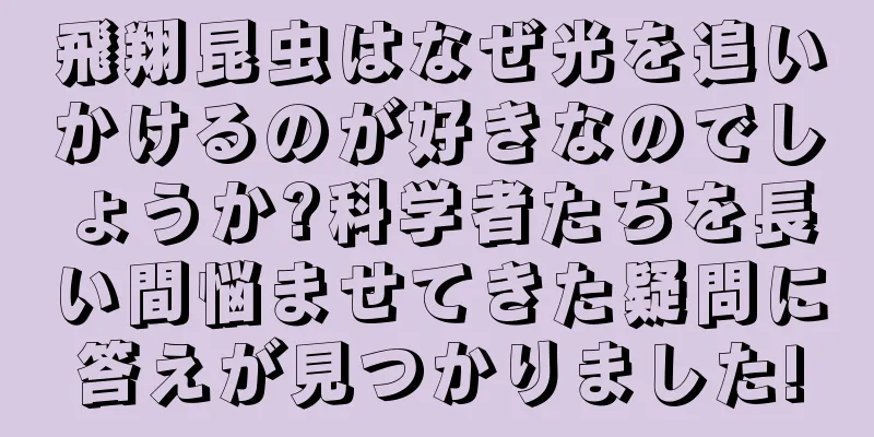 飛翔昆虫はなぜ光を追いかけるのが好きなのでしょうか?科学者たちを長い間悩ませてきた疑問に答えが見つかりました!