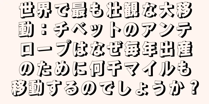 世界で最も壮観な大移動：チベットのアンテロープはなぜ毎年出産のために何千マイルも移動するのでしょうか？