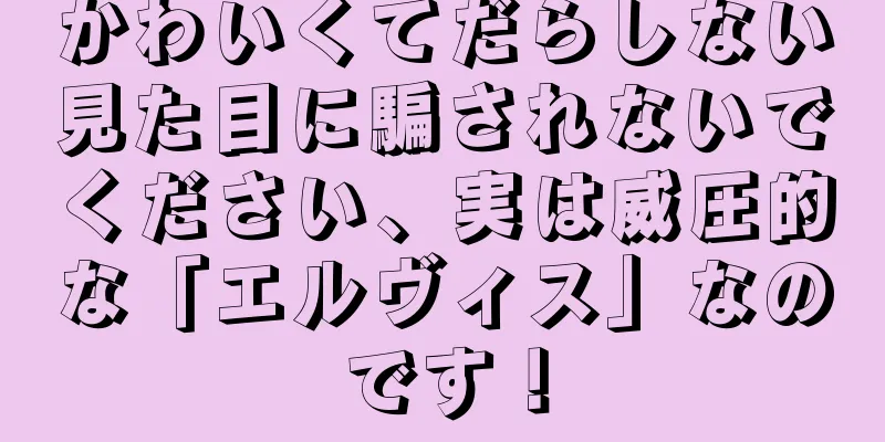 かわいくてだらしない見た目に騙されないでください、実は威圧的な「エルヴィス」なのです！