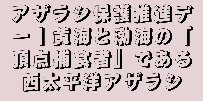 アザラシ保護推進デー丨黄海と渤海の「頂点捕食者」である西太平洋アザラシ