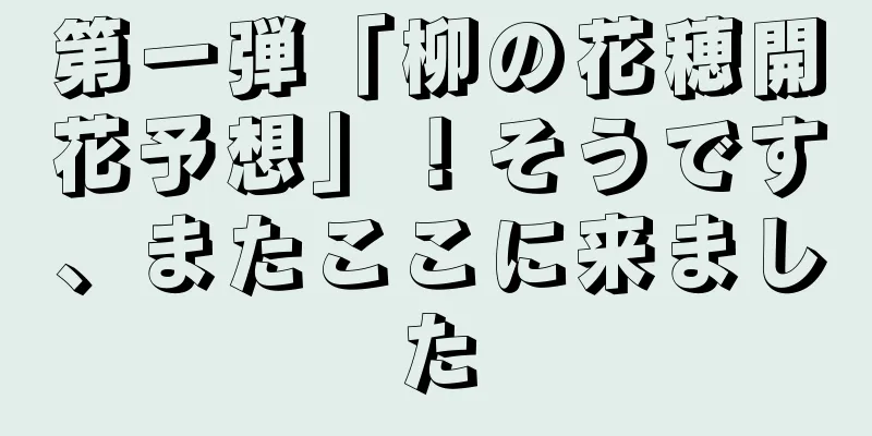 第一弾「柳の花穂開花予想」！そうです、またここに来ました