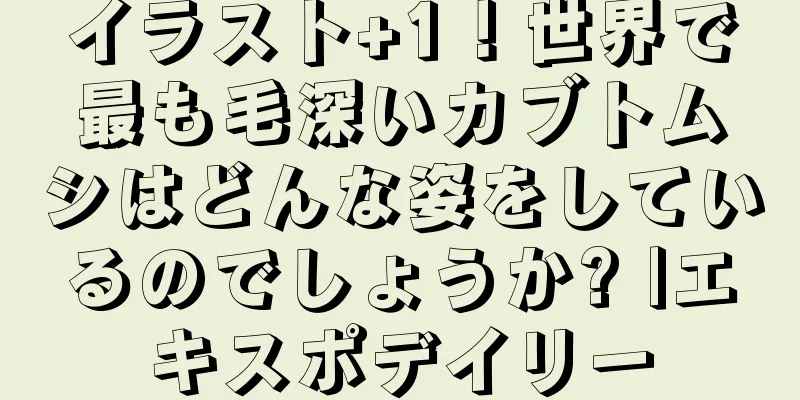 イラスト+1！世界で最も毛深いカブトムシはどんな姿をしているのでしょうか? |エキスポデイリー