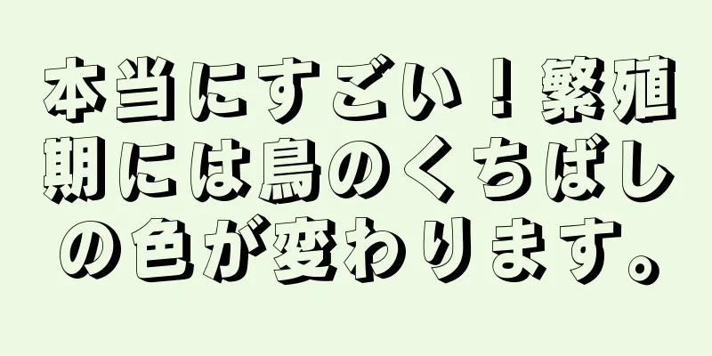 本当にすごい！繁殖期には鳥のくちばしの色が変わります。