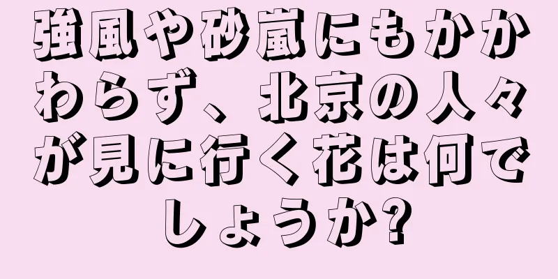 強風や砂嵐にもかかわらず、北京の人々が見に行く花は何でしょうか?
