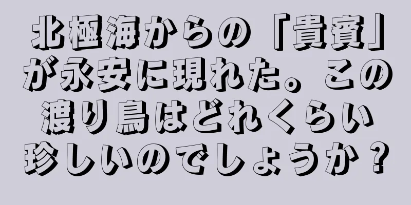 北極海からの「貴賓」が永安に現れた。この渡り鳥はどれくらい珍しいのでしょうか？