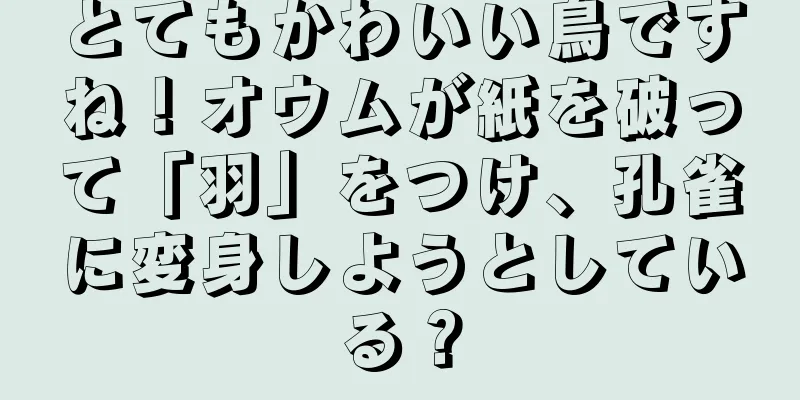 とてもかわいい鳥ですね！オウムが紙を破って「羽」をつけ、孔雀に変身しようとしている？