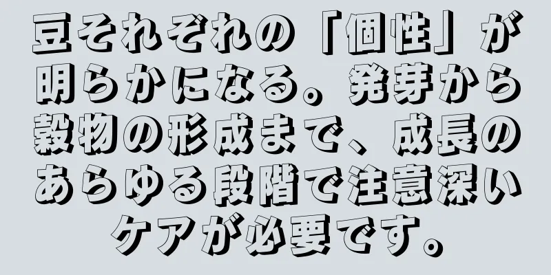 豆それぞれの「個性」が明らかになる。発芽から穀物の形成まで、成長のあらゆる段階で注意深いケアが必要です。