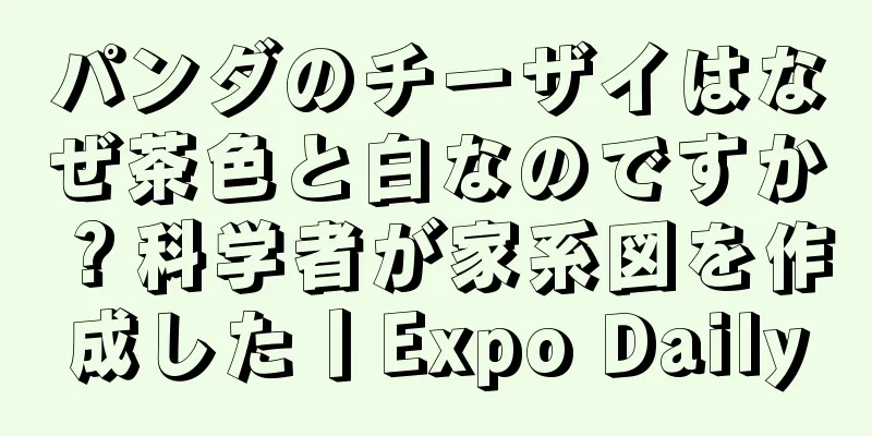 パンダのチーザイはなぜ茶色と白なのですか？科学者が家系図を作成した丨Expo Daily