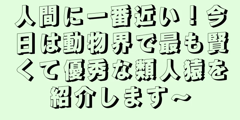 人間に一番近い！今日は動物界で最も賢くて優秀な類人猿を紹介します〜