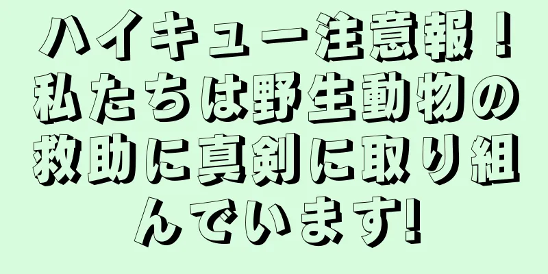 ハイキュー注意報！私たちは野生動物の救助に真剣に取り組んでいます!