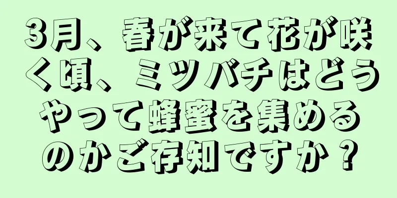 3月、春が来て花が咲く頃、ミツバチはどうやって蜂蜜を集めるのかご存知ですか？
