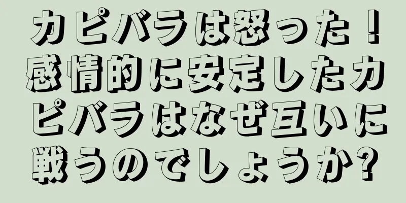 カピバラは怒った！感情的に安定したカピバラはなぜ互いに戦うのでしょうか?