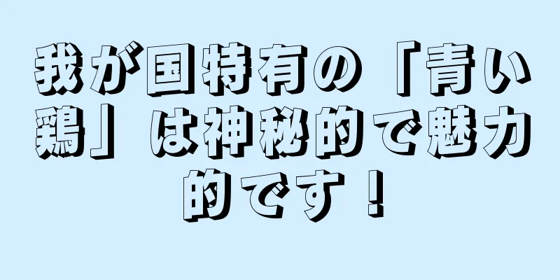 我が国特有の「青い鶏」は神秘的で魅力的です！