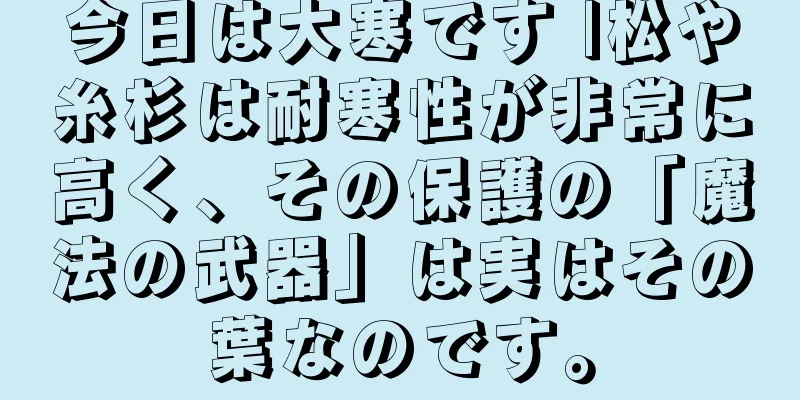 今日は大寒です |松や糸杉は耐寒性が非常に高く、その保護の「魔法の武器」は実はその葉なのです。