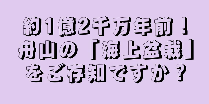 約1億2千万年前！舟山の「海上盆栽」をご存知ですか？