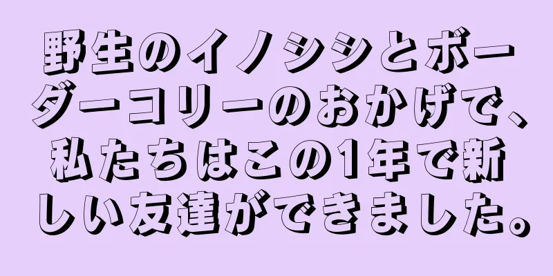 野生のイノシシとボーダーコリーのおかげで、私たちはこの1年で新しい友達ができました。