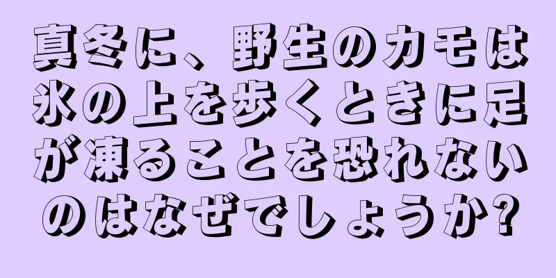 真冬に、野生のカモは氷の上を歩くときに足が凍ることを恐れないのはなぜでしょうか?