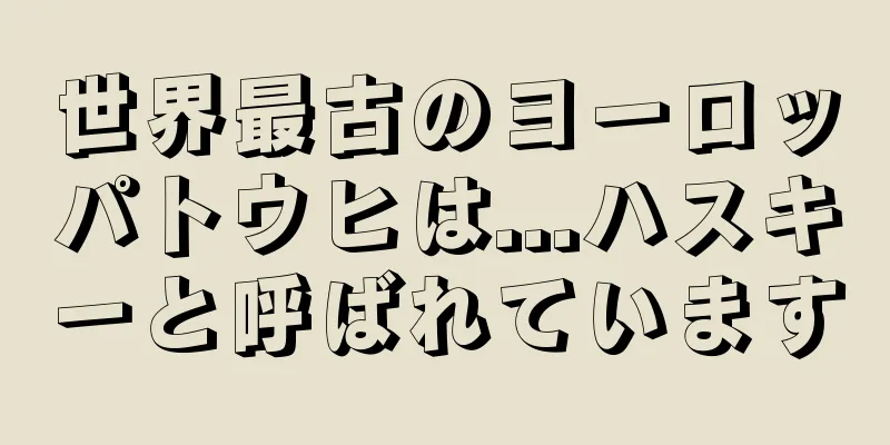 世界最古のヨーロッパトウヒは...ハスキーと呼ばれています