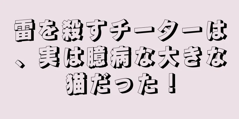 雷を殺すチーターは、実は臆病な大きな猫だった！