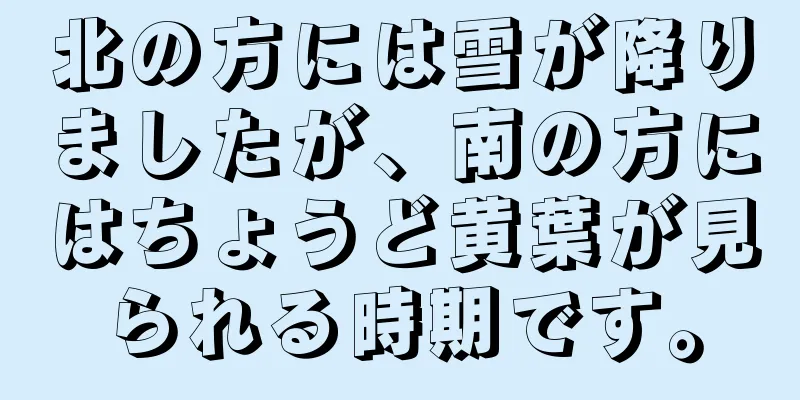 北の方には雪が降りましたが、南の方にはちょうど黄葉が見られる時期です。