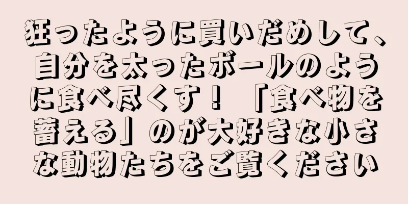 狂ったように買いだめして、自分を太ったボールのように食べ尽くす！ 「食べ物を蓄える」のが大好きな小さな動物たちをご覧ください