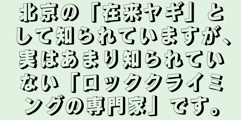北京の「在来ヤギ」として知られていますが、実はあまり知られていない「ロッククライミングの専門家」です。