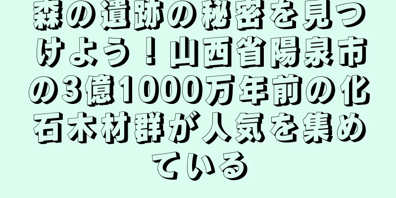 森の遺跡の秘密を見つけよう！山西省陽泉市の3億1000万年前の化石木材群が人気を集めている
