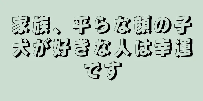 家族、平らな顔の子犬が好きな人は幸運です