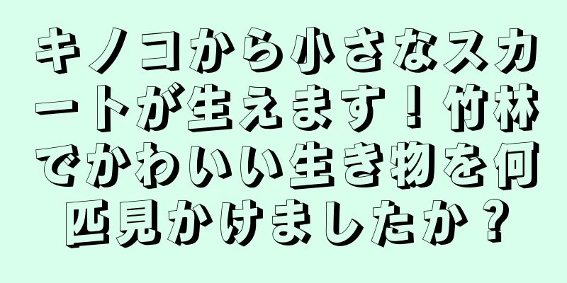 キノコから小さなスカートが生えます！竹林でかわいい生き物を何匹見かけましたか？