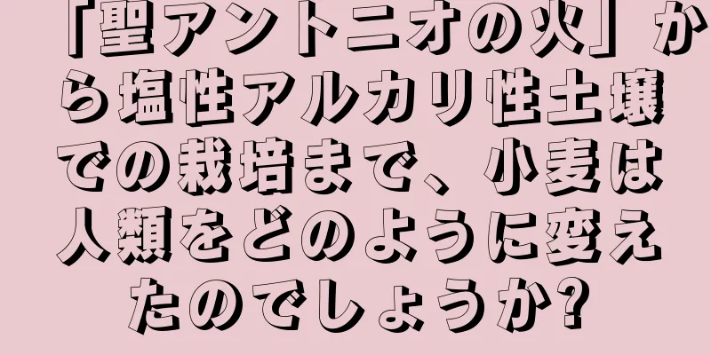 「聖アントニオの火」から塩性アルカリ性土壌での栽培まで、小麦は人類をどのように変えたのでしょうか?