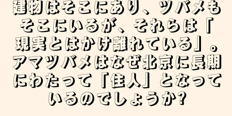 建物はそこにあり、ツバメもそこにいるが、それらは「現実とはかけ離れている」。アマツバメはなぜ北京に長期にわたって「住人」となっているのでしょうか?