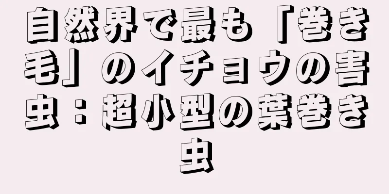自然界で最も「巻き毛」のイチョウの害虫：超小型の葉巻き虫