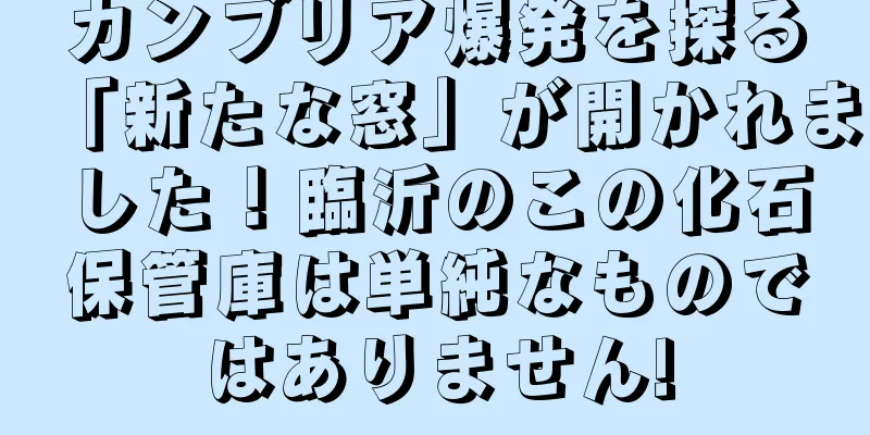 カンブリア爆発を探る「新たな窓」が開かれました！臨沂のこの化石保管庫は単純なものではありません!