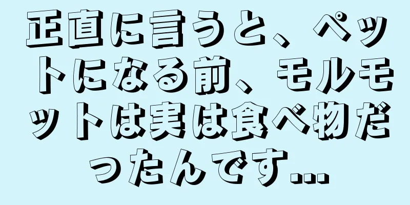 正直に言うと、ペットになる前、モルモットは実は食べ物だったんです...