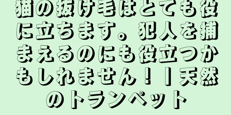 猫の抜け毛はとても役に立ちます。犯人を捕まえるのにも役立つかもしれません！丨天然のトランペット