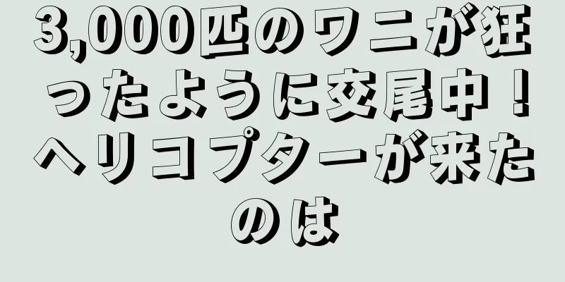 3,000匹のワニが狂ったように交尾中！ヘリコプターが来たのは
