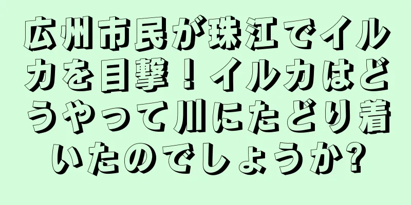 広州市民が珠江でイルカを目撃！イルカはどうやって川にたどり着いたのでしょうか?