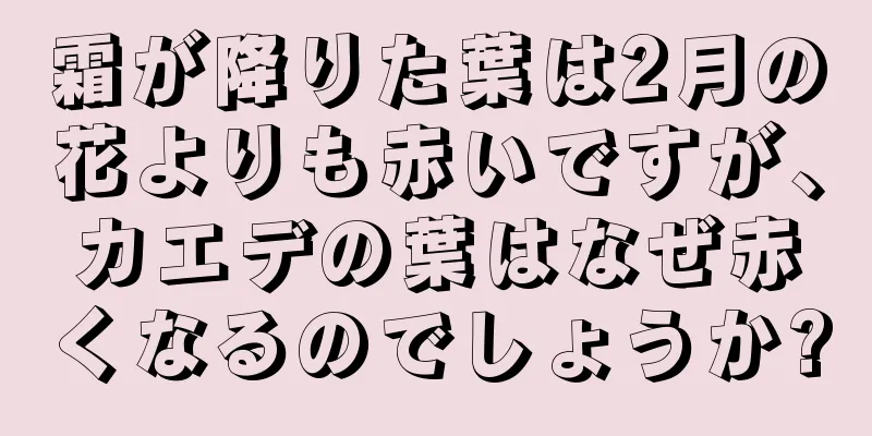 霜が降りた葉は2月の花よりも赤いですが、カエデの葉はなぜ赤くなるのでしょうか?