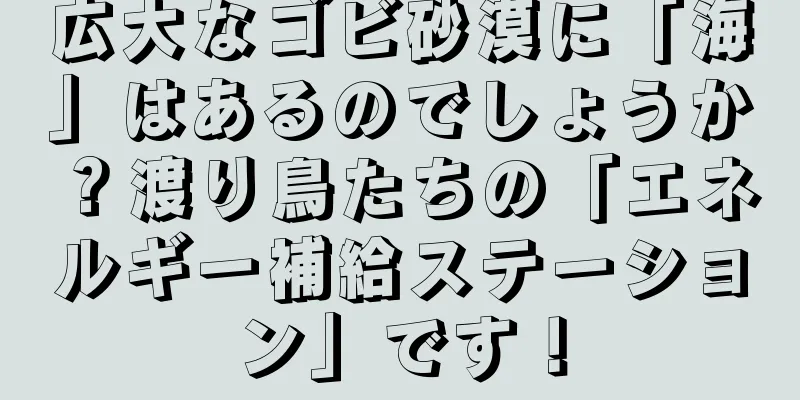 広大なゴビ砂漠に「海」はあるのでしょうか？渡り鳥たちの「エネルギー補給ステーション」です！