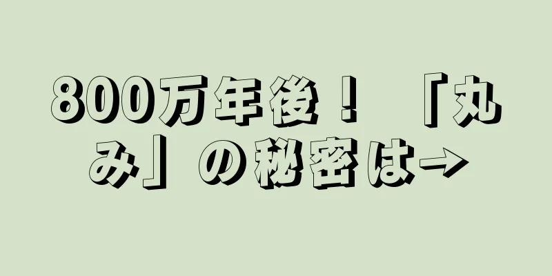 800万年後！ 「丸み」の秘密は→