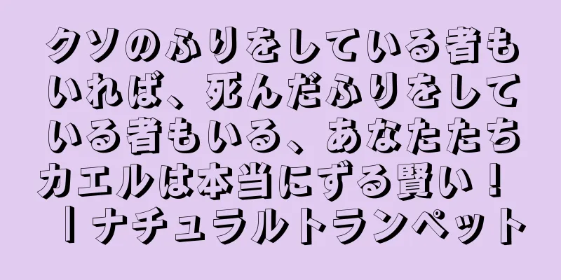 クソのふりをしている者もいれば、死んだふりをしている者もいる、あなたたちカエルは本当にずる賢い！ ｜ナチュラルトランペット