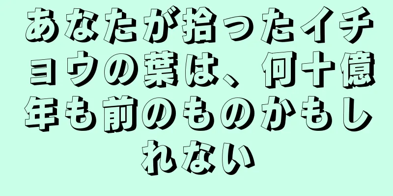 あなたが拾ったイチョウの葉は、何十億年も前のものかもしれない