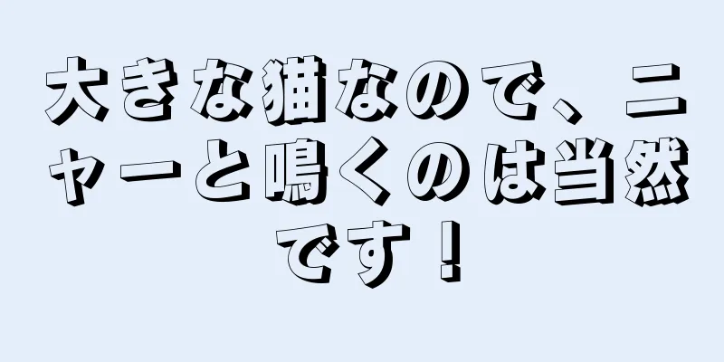 大きな猫なので、ニャーと鳴くのは当然です！