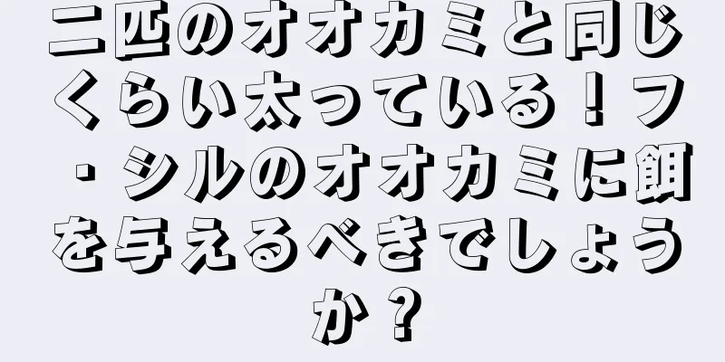 二匹のオオカミと同じくらい太っている！フ・シルのオオカミに餌を与えるべきでしょうか？