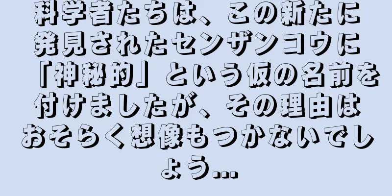 科学者たちは、この新たに発見されたセンザンコウに「神秘的」という仮の名前を付けましたが、その理由はおそらく想像もつかないでしょう...