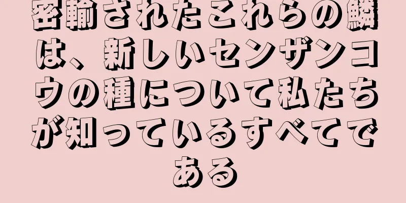 密輸されたこれらの鱗は、新しいセンザンコウの種について私たちが知っているすべてである