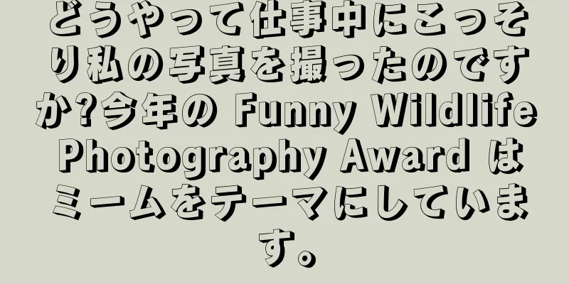 どうやって仕事中にこっそり私の写真を撮ったのですか?今年の Funny Wildlife Photography Award はミームをテーマにしています。